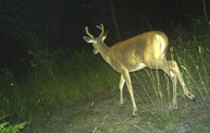 Trail Cam 11