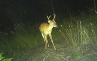 Trail Cam 10
