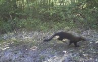 Trail Cam 16