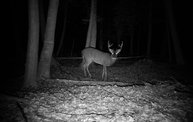 Trail Cam 8
