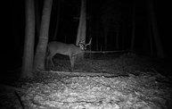 Trail Cam 7