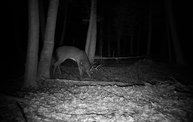 Trail Cam 6