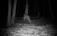 Trail Cam 5