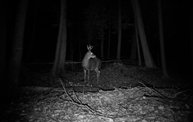 Trail Cam 4