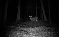 Trail Cam 3