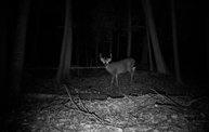 Trail Cam 9