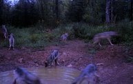 Trail Cam 1