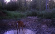 Trail Cam 30
