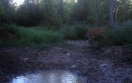 Trail Cam 29