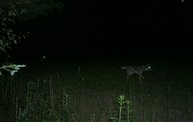 Trail Cam 27