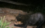 Trail Cam 26