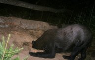Trail Cam 25