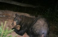 Trail Cam 24