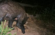 Trail Cam 23