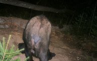 Trail Cam 22