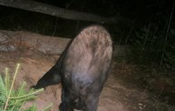 Trail Cam 20