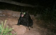Trail Cam 19
