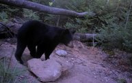 Trail Cam: Cover Image