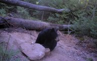 Trail Cam 17