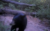 Trail Cam 16