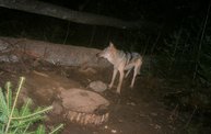 Trail Cam 15
