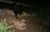 Trail Cam 14