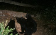 Trail Cam 13