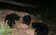Trail Cam 12