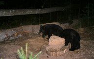 Trail Cam 11