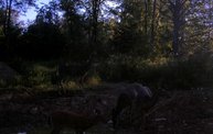 Trail Cam 21