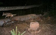 Trail Cam 9