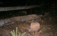 Trail Cam 8