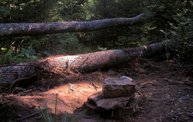 Trail Cam 7