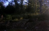Trail Cam 10