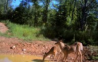 Trail Cam 6