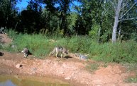 Trail Cam 5