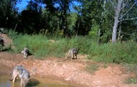 Trail Cam 4
