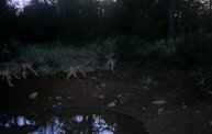 Trail Cam 3