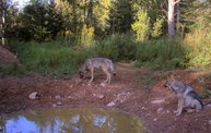 Trail Cam 2