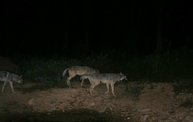 Trail Cam 2