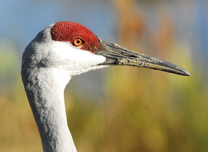 Asian Hooded Crane (photo: Wikipedia)
