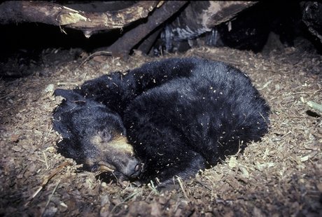 Bear in hibernation. Bear in hibernation.
