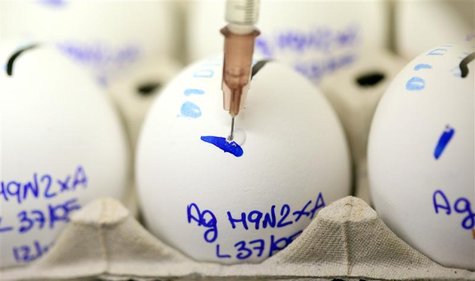 Scientist checks eggs for bird flu at the Zooprophylactic Institute near Padua Scientist checks eggs for bird flu at the Zooprophylactic Institute near Padua