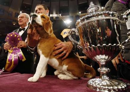 Uno, a 15-inch beagle, poses with handler Aaron Wilkerson after winning Best in Show at the 132nd Westminster Kennel Club Dog Show at Madison Square Garden in New York, February 12, 2008. REUTERS/Shannon Stapleton Uno, a 15-inch beagle, poses with handler Aaron Wilkerson after winning Best in Show at the 132nd Westminster Kennel Club Dog Show at Madison Square Garden in New York, February 12, 2008. REUTERS/Shannon Stapleton