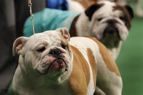 Bulldogs stand in the ring during competition at the 136th Westminster kennel Club Dog Show in New York's Madison Square Garden Bulldogs stand in the ring during competition at the 136th Westminster kennel Club Dog Show in New York's Madison Square Garden