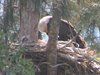 Bald Eagle Nest