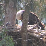 Bald Eagle Nest