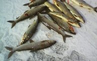 Ice Fishing Success "Stories" 2