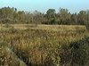 Marshland