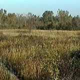 Marshland Marshland